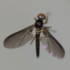 Apalocnemis