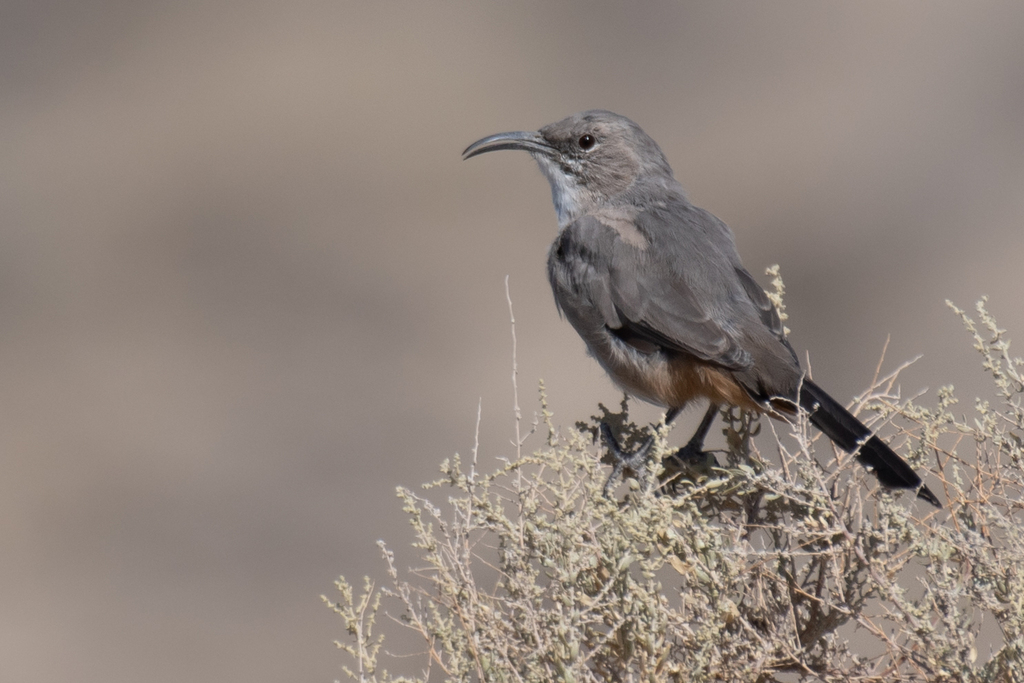 San Joaquin LeConte's thrasher