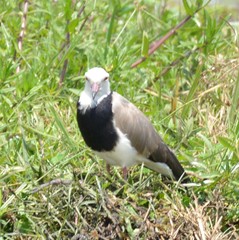 Vanellus crassirostris