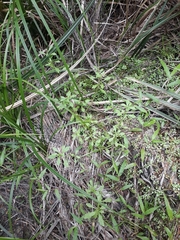 Centipeda minima minima