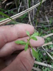 Centipeda minima minima