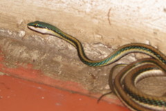 Leptophis mexicanus