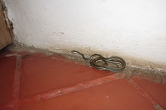 Leptophis mexicanus