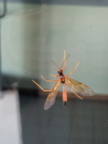 Opheltes glaucopterus photo 3