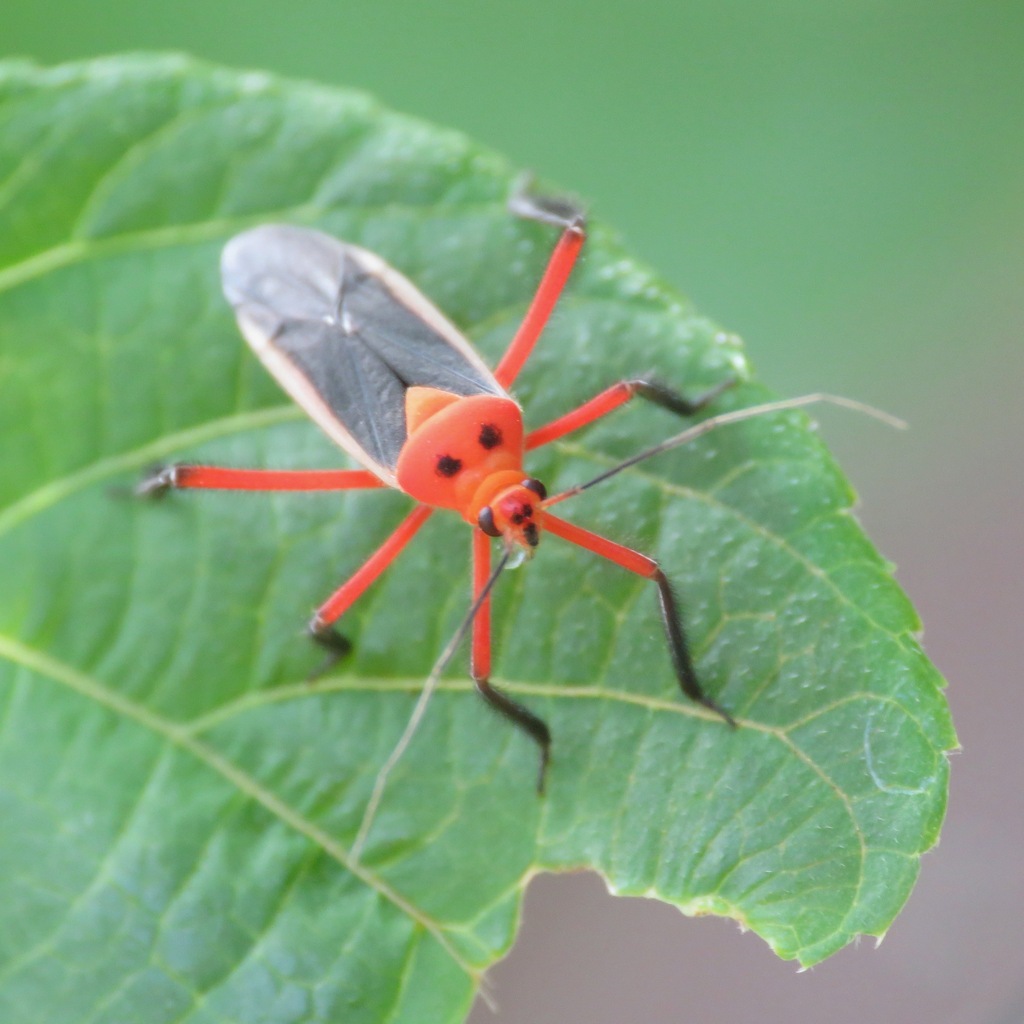 Prepopsoides jaliscoensis