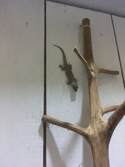 Hemidactylus palaichthus