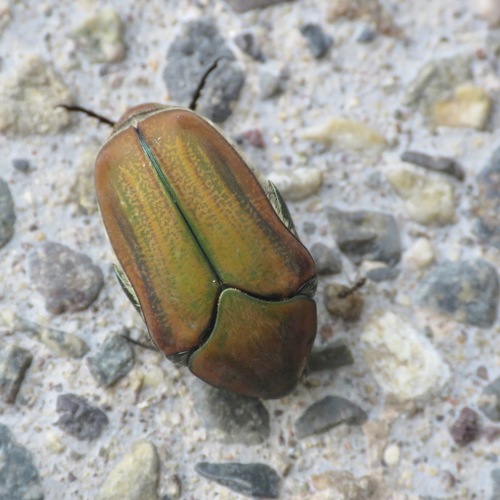 Cotinis pauperula (Cotinis pauperula)