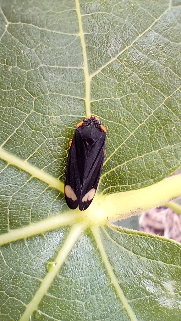 Pachacanthocnemis