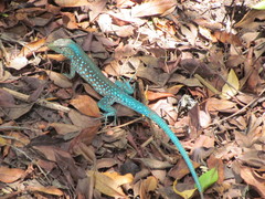 Cnemidophorus arubensis