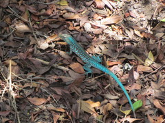 Cnemidophorus arubensis