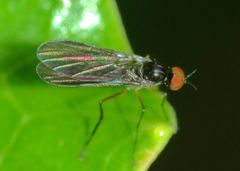 Apalocnemis