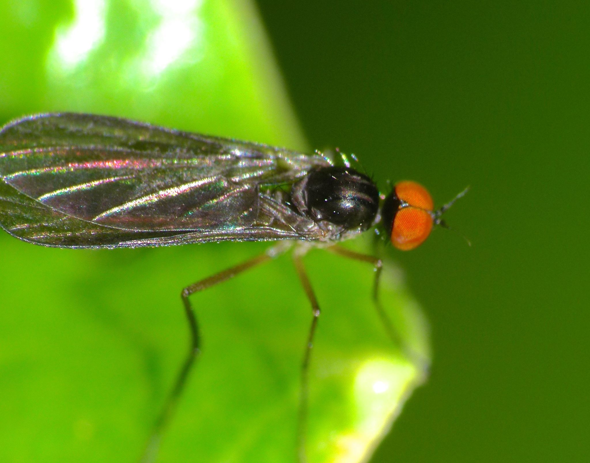 Trichopezinae