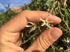 Polystemma cordifolium