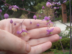 Thalictrum delavayi
