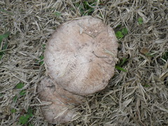 Agaricus