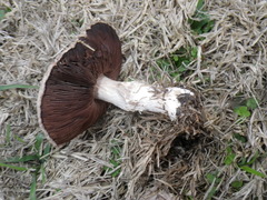 Agaricus