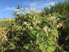 Polystemma cordifolium