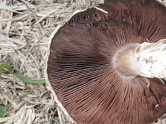 Agaricus