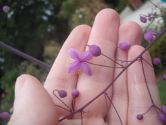 Thalictrum delavayi