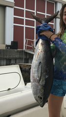Thunnus atlanticus