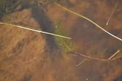 Myriophyllum sibiricum