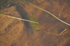 Myriophyllum sibiricum