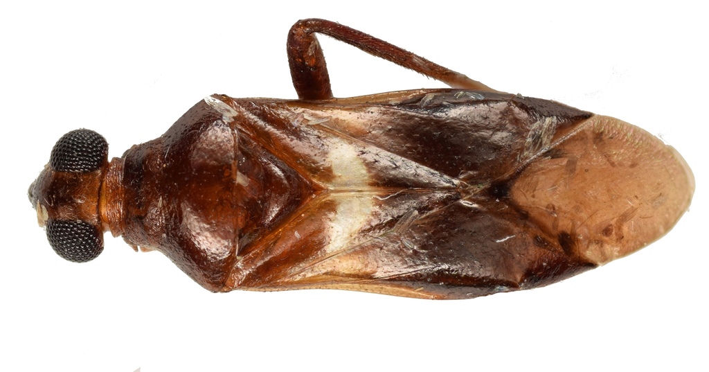 Glaphyrocoris ebikh