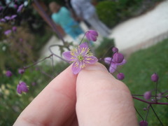Thalictrum delavayi