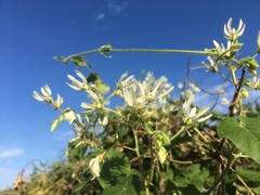 Polystemma cordifolium