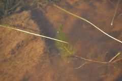 Myriophyllum sibiricum
