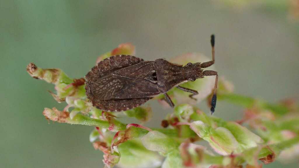 Spathocera laticornis