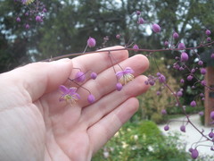 Thalictrum delavayi