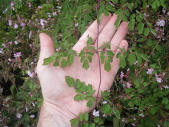 Thalictrum delavayi