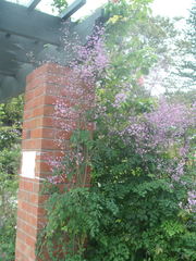 Thalictrum delavayi
