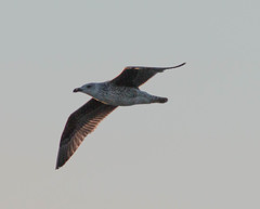 Larus marinus