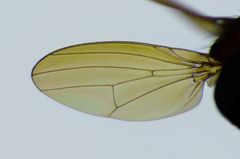 Poecilohetaerella punctatifrons obscura