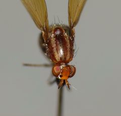 Poecilohetaerella punctatifrons obscura