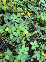 Arachis pintoi image