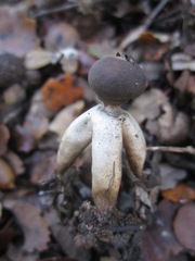 Geastrum fornicatum