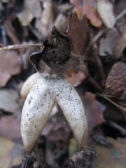 Geastrum fornicatum