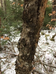 Cryptococcus fagisuga