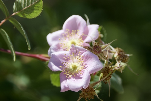 iNaturalist observation photo of California Wild Rose