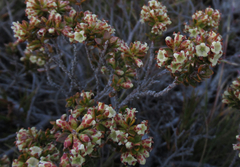 Epacris alpina