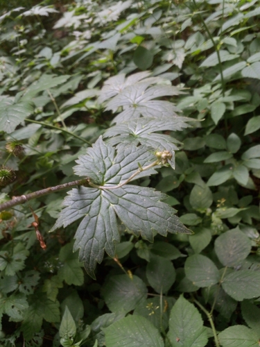 Image of Aconitum vulparia by (c) Michel Frisch, some rights reserved (CC BY)