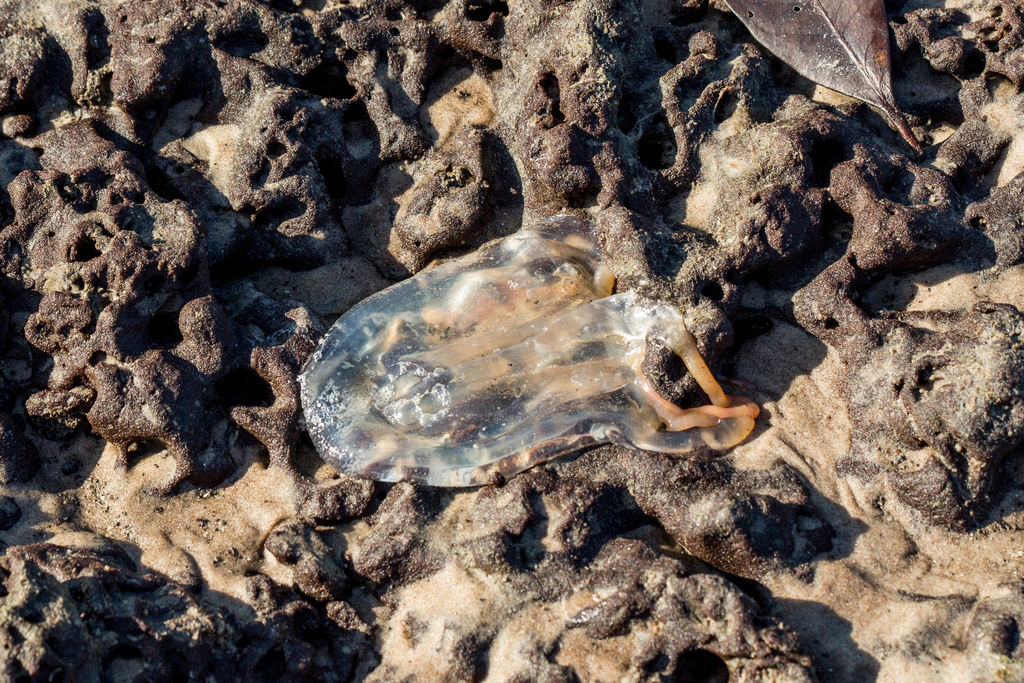 Tamoya haplonema F.Müller, 1859