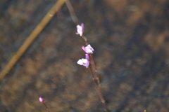 Utricularia resupinata