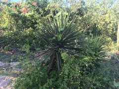Yucca capensis