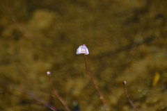 Utricularia resupinata
