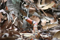 Lampropeltis pyromelana