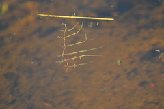 Utricularia resupinata